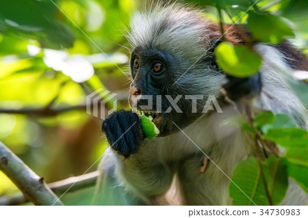 Zanzibar red colobus or Procolobus kirkii 34730983