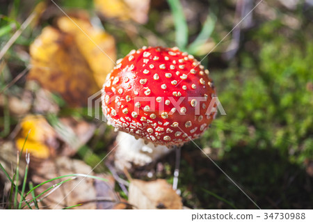Poisonous mushroom Amanita muscaria 34730988