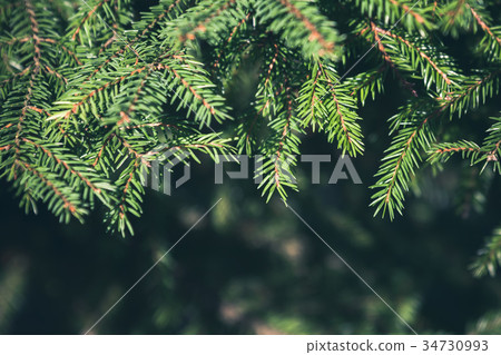 Fresh green spruce branches background 34730993