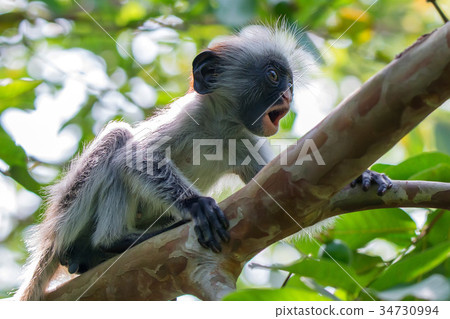 Baby Zanzibar red colobus or Procolobus kirkii Baby Zanzibar red colobus or Procolobus kirkii 34730994
