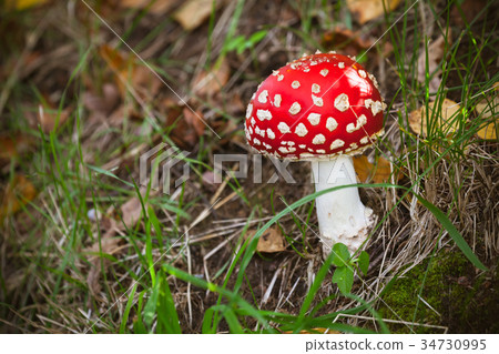 Bright red poisonous mushroom Amanita muscaria 34730995