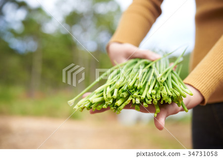 Leek harvest Leek harvest 34731058