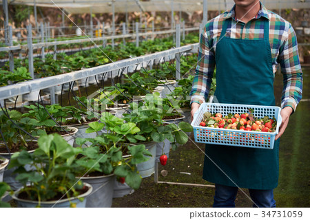 Picking berries Picking berries 34731059