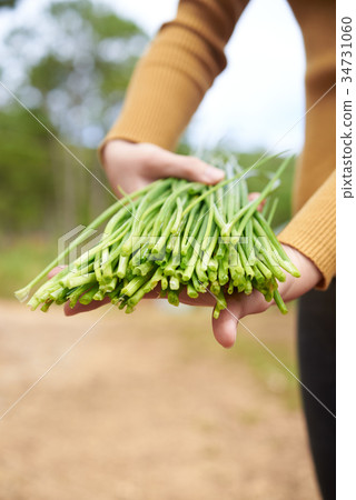 Harvested leek 34731060