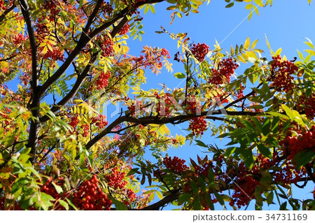 羅文和秋天的天空 34731169