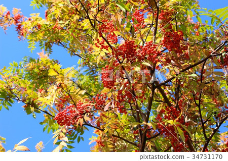 羅文和秋天的天空 34731170