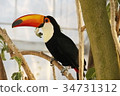 Tou Toucan 3 34731312