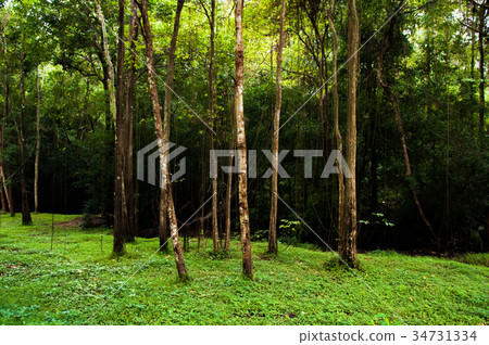Lush green forest with tree and very green grass 34731334