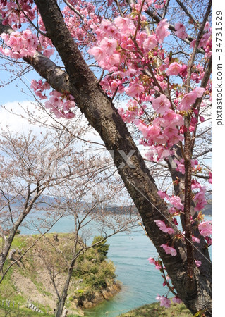 野島城的櫻花 34731529