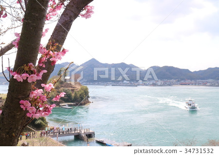 野島城的櫻花 野島城的櫻花 34731532