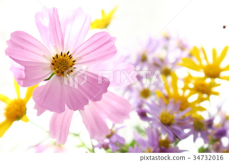 Cosmos Flower Arrangement 34732016