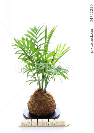 Table palm jasper and welcome Table palm jasper and welcome 34732239