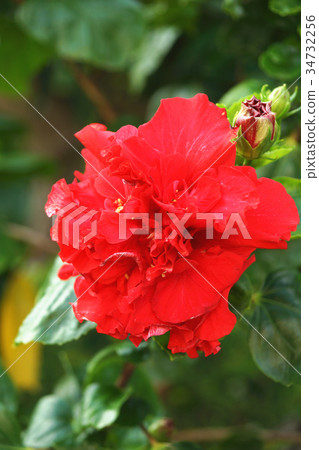 朱槿 朱槿 34732256