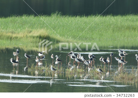 Long fin Long fin 34732263