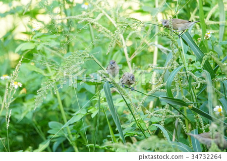 Black-headed bird Black-headed bird 34732264