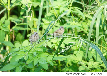Black-headed bird Black-headed bird 34732268