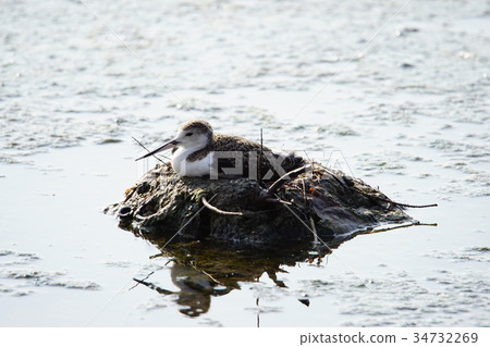 Long fin Long fin 34732269