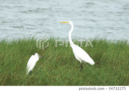 大白鷺 34732275