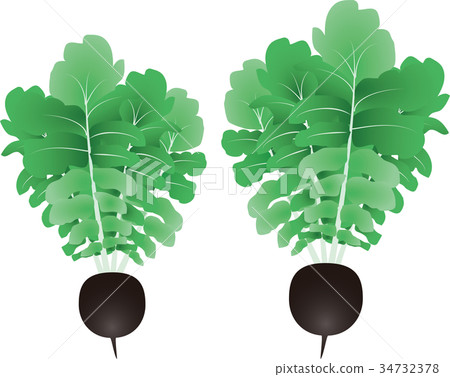 Black radish Black radish 34732378