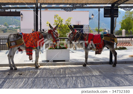 西班牙米哈斯驢出租車 34732380