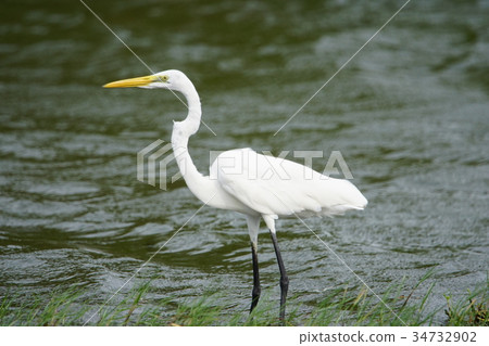 大白鷺 34732902