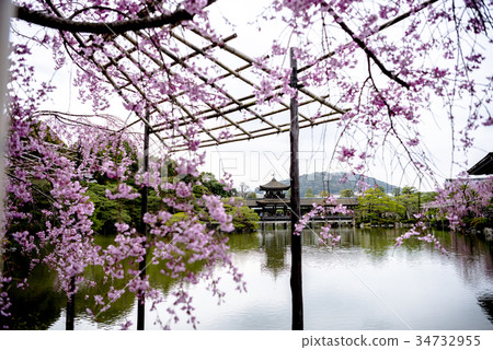 平安神宮的櫻花 34732955