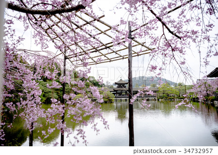 平安神宮的櫻花 34732957