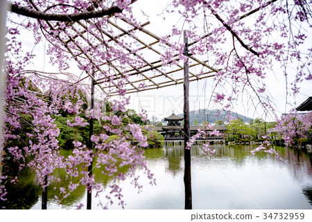 平安神宮的櫻花 34732959