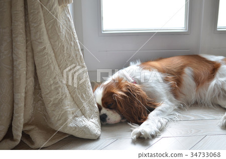 Cavalier King Charles Spaniel falling asleep 34733068