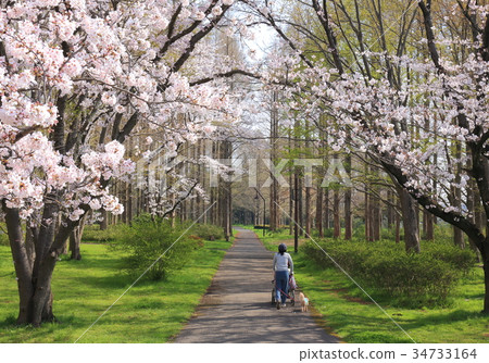 Cherry blossoms in Mizumoto Park 34733164
