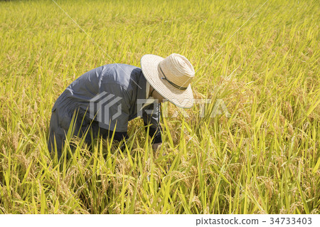 收穫大米的男人 收穫大米的男人 34733403