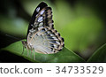 蝴蝶（特寫鏡頭） 34733529