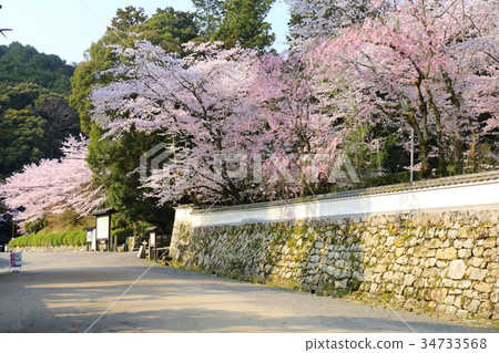 三井寺的滋賀春天 34733568