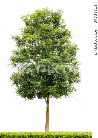 Indian cork tree isolated on white background Indian cork tree isolated on white background 34733812