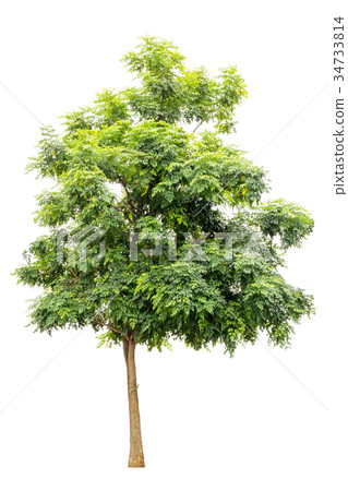 Indian cork tree isolated on white background 34733814