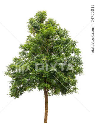 Indian cork tree isolated on white background 34733815