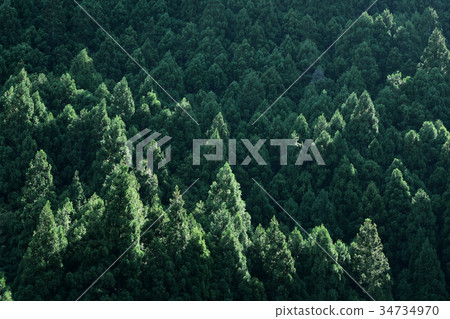 Kii山區的山地森林 34734970