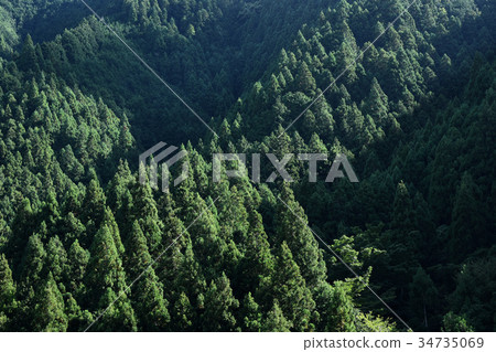 Forest of Kii Mountains 34735069