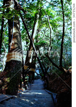 Unmi Asama Shrine, approach to the stone steps & Marumatsu (Nishi Izu, Unmi Shrine) Shizuoka Prefecture Kamo-gun Unmi Unmi Asama Shrine, approach to the stone steps & Marumatsu (Nishi Izu, Unmi Shrine) Shizuoka Prefecture Kamo-gun Unmi 34735244