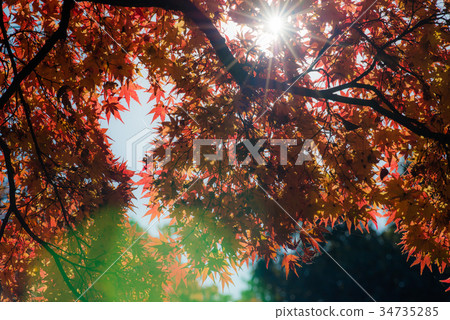 Autumn leaves Autumn leaves 34735285