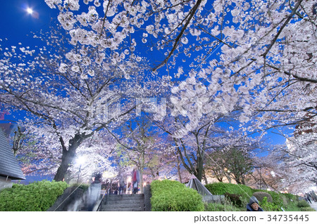 [隅田公園]點亮Sky Tree和Somei Yoshino 34735445
