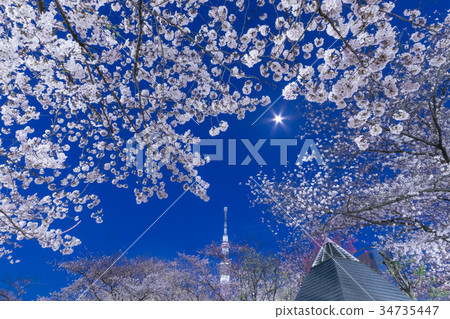 [Sumida Park] Light up of Sky Tree and Somei Yoshino 34735447