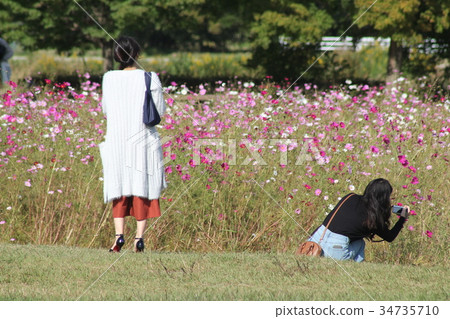 Fujiwara Palace ruins cosmos field and camera girl 34735710