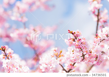 Kawazu cherry blossoms cherry blossoms early in bloom Izu Shizuoka Sakura cherry blossoms image material copy space background material characters 34736501