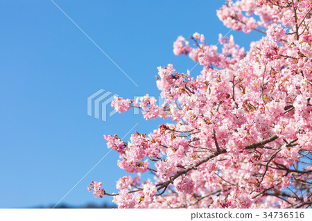 Kawazu cherry blossoms cherry blossoms early in bloom Izu Shizuoka Sakura cherry blossoms image material copy space background material characters Kawazu cherry blossoms cherry blossoms early in bloom Izu Shizuoka Sakura cherry blossoms image material copy space background material characters 34736516