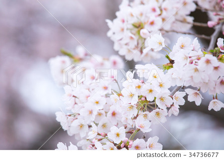 櫻花圖像材料一些yoshi櫻花特寫鏡頭特寫鏡頭拷貝空間 櫻花圖像材料一些yoshi櫻花特寫鏡頭特寫鏡頭拷貝空間 34736677