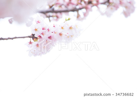 Cherry blossom image material some yoshi cherry blossoms close up close-up copy space Cherry blossom image material some yoshi cherry blossoms close up close-up copy space 34736682