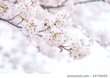 Cherry blossom image material some yoshi cherry blossoms close up close-up copy space Cherry blossom image material some yoshi cherry blossoms close up close-up copy space 34736694