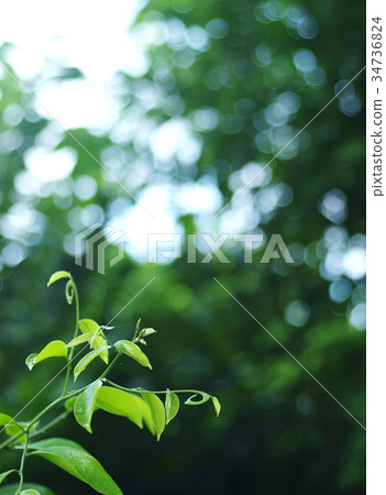 green yellow aroma flower of large creeping plant green yellow aroma flower of large creeping plant 34736824