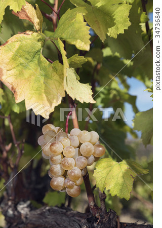 Amber Cluster Vine Autumn Harvest Golden 34736840